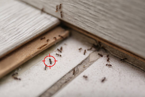 Best Residential Pest Control  in Vienna, IL