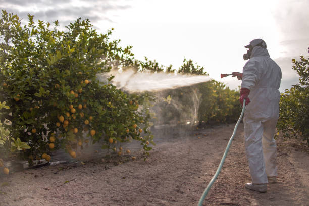 Best Insect Control  in Vienna, IL